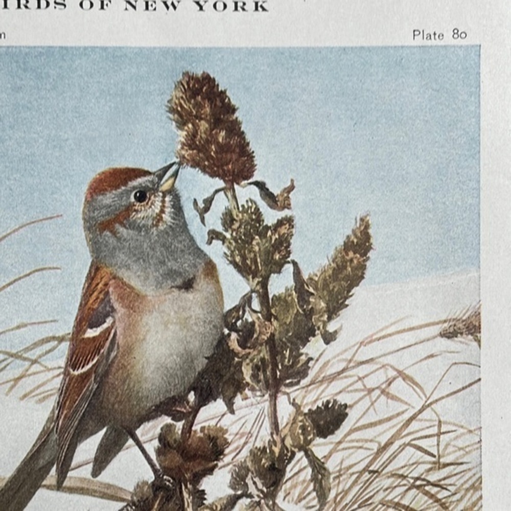 🖤5/$25 Antique Ornithological Bird Print Original snow bunting